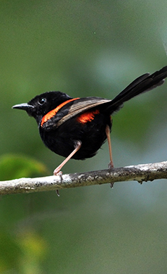 Red-backed-fairy-wren