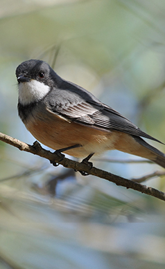 Rufous-whistler