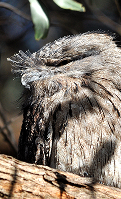 Tawny-frogmouth