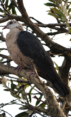 White-headed-pigeon