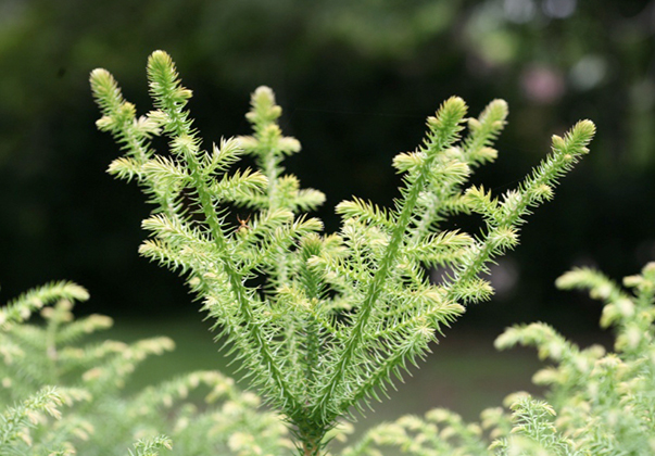 Hoop-pine-new-growth