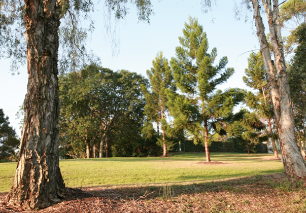 Hoop-pine-tree