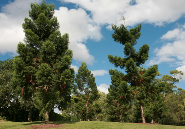 Hoop-pine-trees