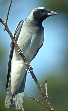 Black-faced-cuckoo-shrike