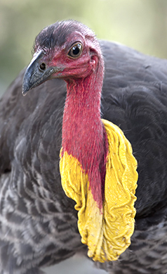 Brush-turkey