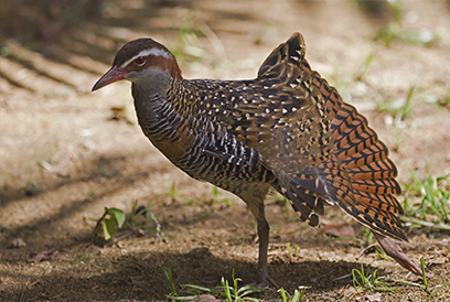 Buff-banded-rail