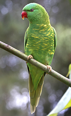 Scaly-breasted-lorikeet