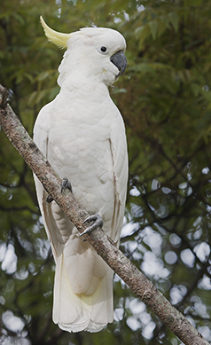 Sulphur-crested-cockatoo