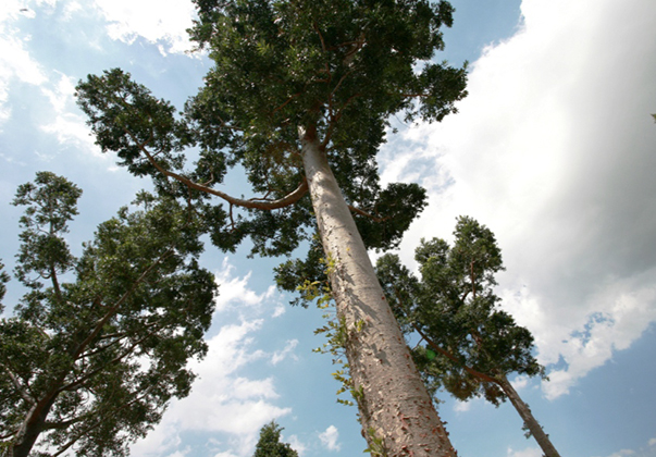 Kauri-pine-canopy