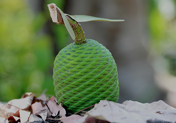 Kauri-pine-seed-cone