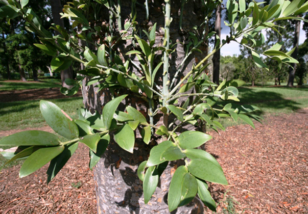 Kauri-pine-leaves