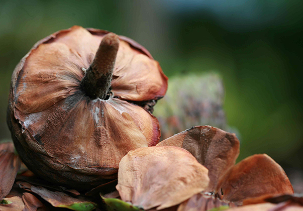 Kauri-pine-seed