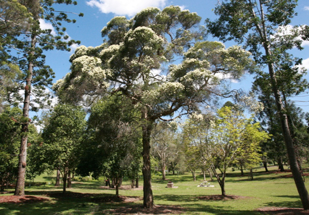 Snow-in-Summer-tree