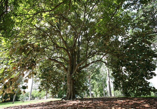 Bayur-tree-canopy