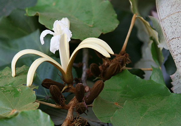 Bayur-tree-flower