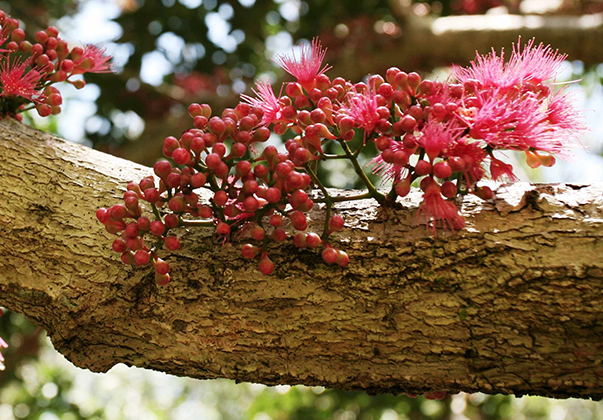 Coolamon-blossom