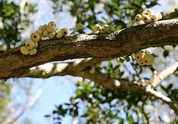 Coolamon-fruit