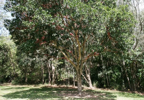 Coolamon-tree