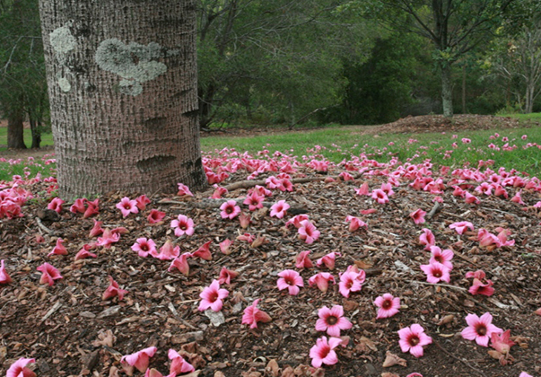 Lacebark-fallen-blossoms