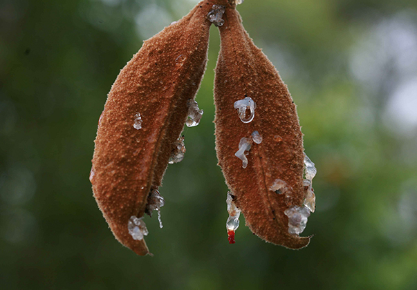 Lacebark-seed-pods