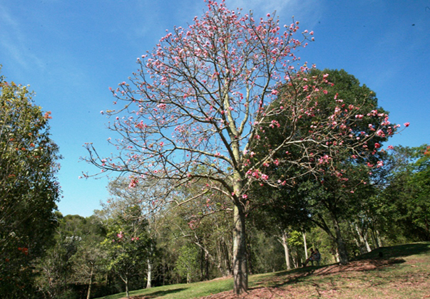 Lacebark-in-blossom