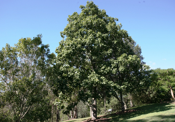 Lacebark-tree