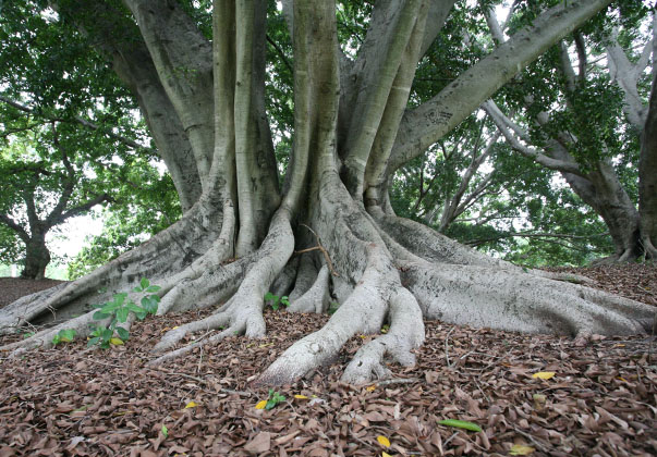 Small-Fruited-Fig-Tree-trunk