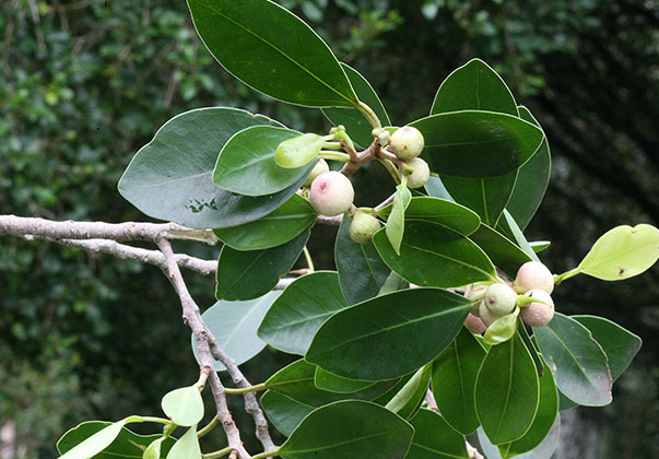 Small-Fruited-Fig-Tree-trunk