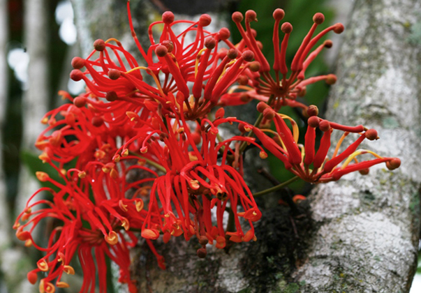 Wheel-of-fire-tree-red-blossoms