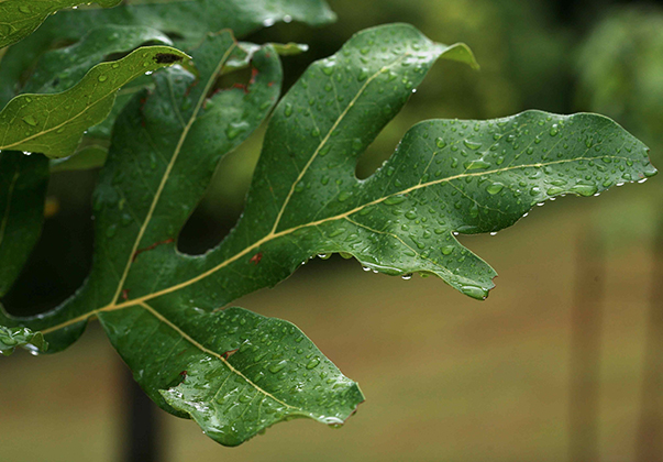 Wheel-of-fire-leaf