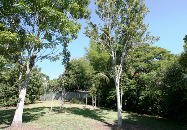 Wheel-of-fire-tree