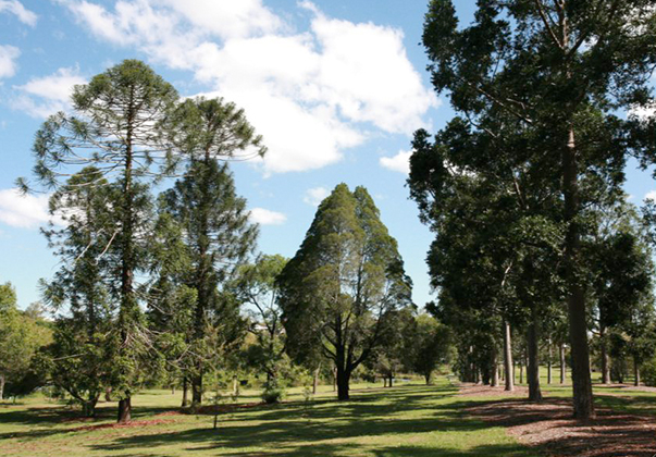 Queensland-Kauri-and-Bunya-Pines