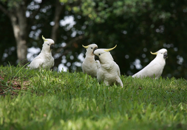 Sherwood-Arboretum-sulphur-crested-cockatoos